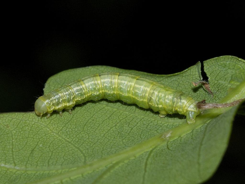 Winter Moth Caterpillar